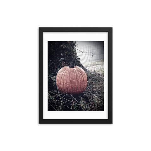 "Pumpkin" Framed Print